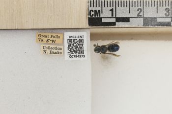 Media type: image;   Entomology 794979 Aspect: Labels